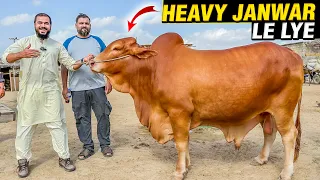 Heavy janwar le lye 😍🐂 lekin loading karna mushkil hogaya