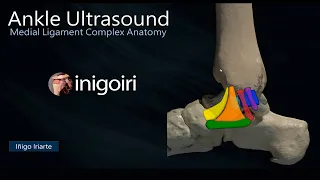 MEDIAL LIGAMENT COMPLEX OF THE ANKLE ANATOMY