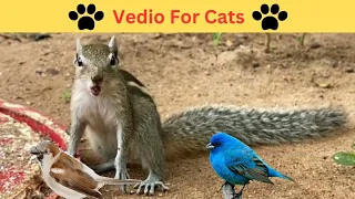 Vedio for Cats|Birds for cat to watch|Cat Tv