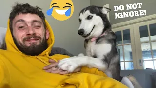 Husky Puppies Hate Being Ignored Prank! [SHE BITES ME!!]