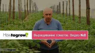 Опыления томатов в теплице. Видео 8