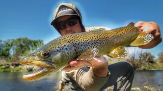 The Best creek I have ever fished. Epic Dry Fly session!