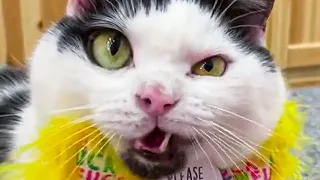 Cat Videos That Will Brighten Up Your Day 2021!😹 (FUNNY CAT)