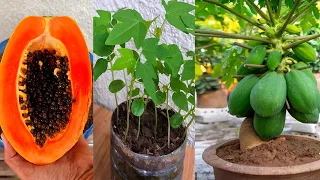 2 Alternative Ways To Get Short Female Papaya Plants