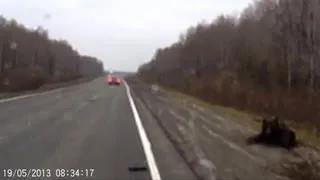 Сбили медведя на трассе Bear was shot down on the road