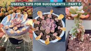 Useful Tips for Your Succulents - Part 5 | 多肉植物 | 다육이들 | Suculentas