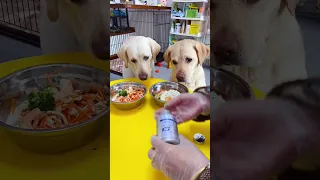 Four dishes and one soup, cute pet’s debut plan, daily record of cute pet, cute pet vlog