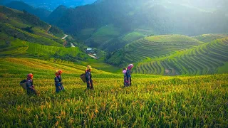 "Swb Tus Npau Suav" - Nkauj Tu Siab - Hmong Song - Hmong Emotional Song