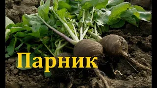 Рериховские места. (275) Парник: ешьте редьку - она питает мозг!