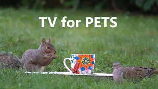 Cartoons for Pets - 10 Hour Backyard Dinner Scene - Oct 8, 2022