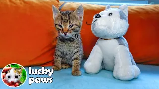 Orphaned Kitten Hugging A Toy undergoes An Incredible Transformation (Cat Neutered) Lucky Paws