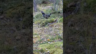 life lessons on forest grouse. listen up, young 'un.