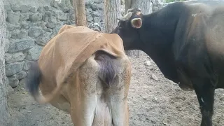 Beautifull cow with bull Part No 03 || Animals Earth |{