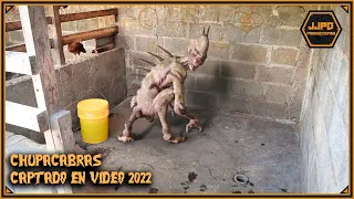 Shocking - Chupacabras caught on tape in the yard of a house 2022 - Real or Myth?