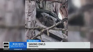 Family of owls saved as crews removed fallen tree from power lines in Orangevale