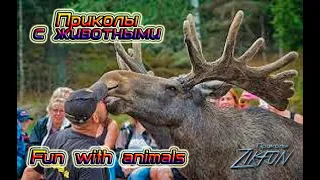 Смешные,забавные животные,приколы с кошками,еноты и собаки Fun with animals