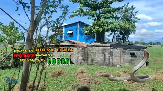 LALAKE SA NUEVA ECIJA PATAY MATAPOS MATUKLAW NG COBRA | MGA AHAS UMAALIGID MULI SA BAHAY