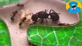 Обзор Муравьиной фермы,Формикарий Review Ants Farm Messor Structor