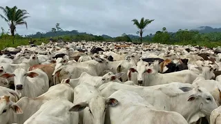 APARTANDO 1.200 CABEÇAS DE GADO NO CURRAL😱