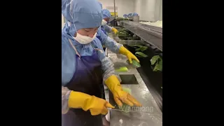 Aloe products, Wine Label Production Lines, Factory Real Shot 131