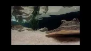 Georgia Aquarium, Touch Pool, Atlanta