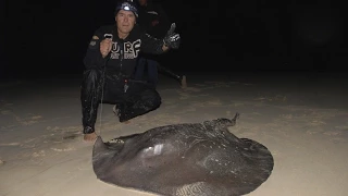 Surfcasting: Huge Stingray from the beach