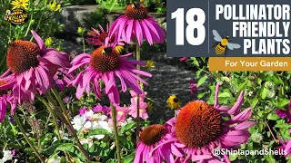 18 Pollinator Plants To Grow 🌼🐝