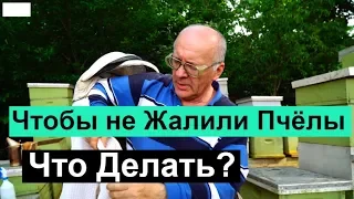 Пасека # 76 Чтобы не Кусали Пчёлы, Что Делать? Пчеловодство для начинающих