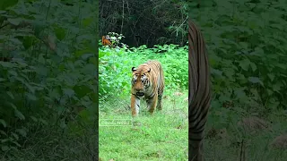 Mowgli Male Tiger - The Dominant King of Tadoba Prime Area & Maya Queen. oct 2023, Tadoba.