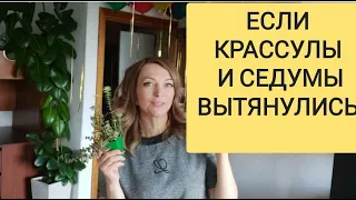 Вытянулся суккулент - что делать