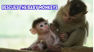 Rescues the baby monkeys from the hunters | Phiêu lưu khám phá