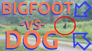 Bigfoot vs Dog 2015