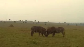 Older warthog teaching son how to fight