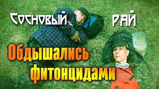 Сосновый рай - блаженствуем! Обдышались фитонцидами в лесу. Ищем сосновую пыльцу и шишки.