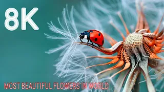Beautiful Flowers|Planet Earth Amazing Nature Scenery and Best Relax Music |8K JHARGRAM ELEPHANT