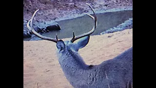 Trail Cam - Central Texas Water Hole, Great Blue Heron Defends His Territory