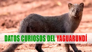 Yaguarundí, Gato moro (Herpailurus yagouaroundi) | Datos curiosos de animales