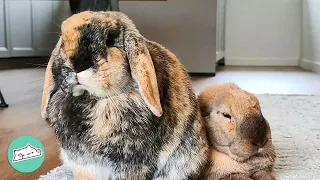 Little Bunnies Were Scared Of Big Humans. Now They Cuddle Like Crazy | Cuddle Buddies