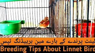 Breeding Tips About Linnet Bird