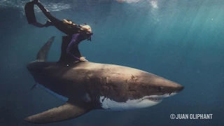 Ocean Ramsey: The Woman Protecting Great White Sharks - The Inertia