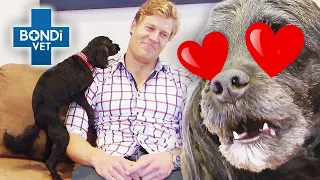 Bondi Vet’s Most Love-Struck Pets 😍 | Bondi Vet Compilation | Bondi Vet