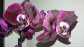 Майское цветение некоторых орхидей.