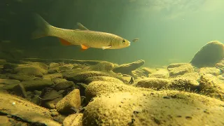 Река Абин Подводная съёмка / Underwater World of the Abin River