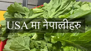 How to make gundruk at home# Rayo sag , green leaf home grown healthy food video.