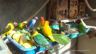 Lovebirds Meal Time - Wednesday, January 27th, 2021