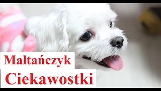 MALTAŃCZYK - Ciekawostki