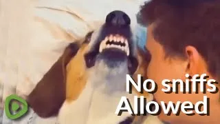 Funny dog gets mad whenever his owner sniffs him