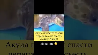 Акула спасает черепаху