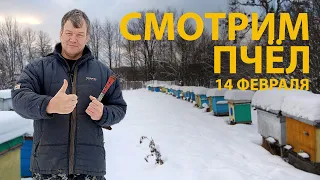 Пчелы и корма в февраль 2023 | осмотр пчел и подкорма #пчеловодство  #honey