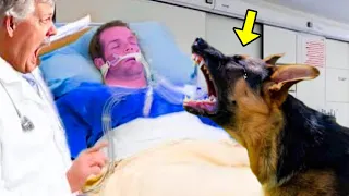 Dog Angrily Stops Owner From Being Taken Off Life Support. The Reason Will Shock You!